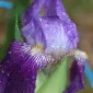 IrisLily